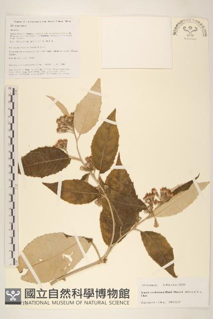 黃白尾藥菊藏品圖，第1張