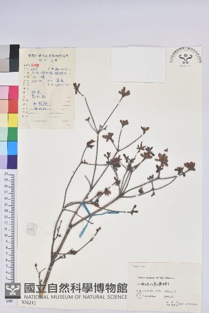 唐杜鵑、大屯杜鵑、中原氏杜鵑藏品圖，第1張