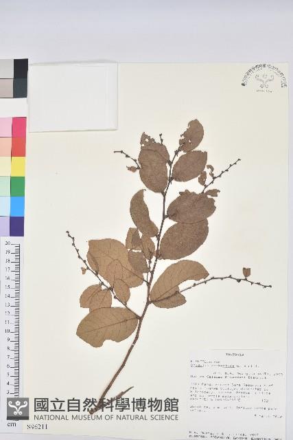 登錄號:S096211藏品圖，第1張