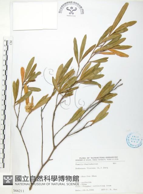 車桑子藏品圖，第1張