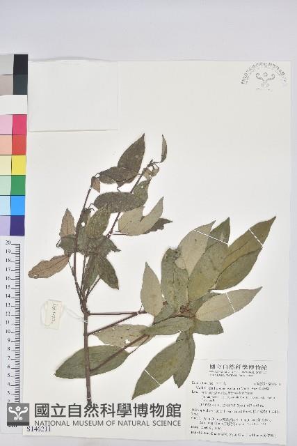 粗糠柴藏品圖，第1張