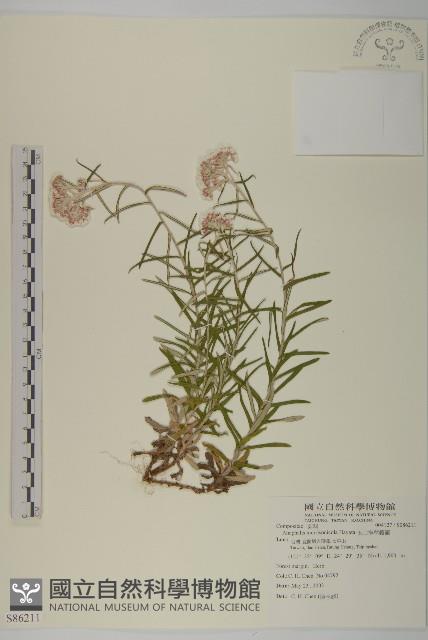 玉山抱莖籟簫藏品圖，第1張