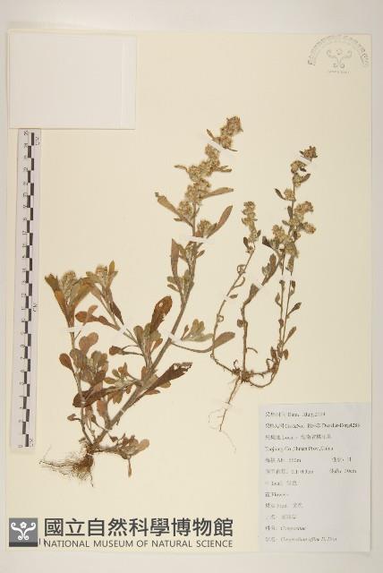 鼠麴草藏品圖，第1張