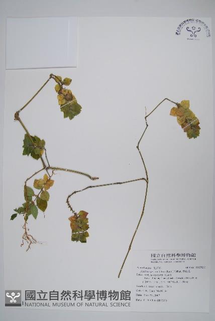 賽山藍藏品圖，第1張