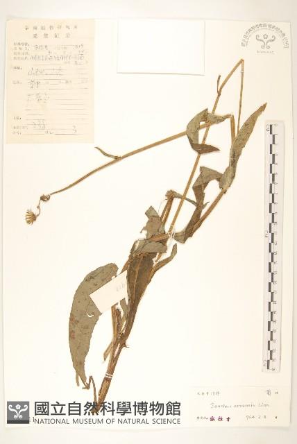 苦苣菜藏品圖，第1張