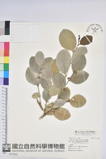 白樹仔藏品圖，第1張