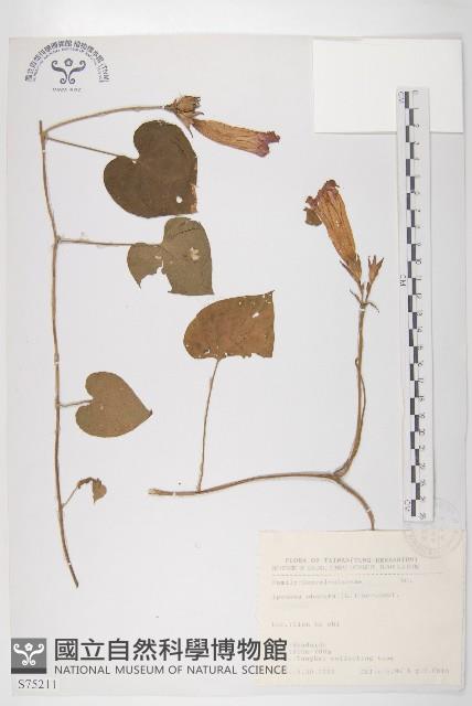 銳葉牽牛藏品圖，第1張