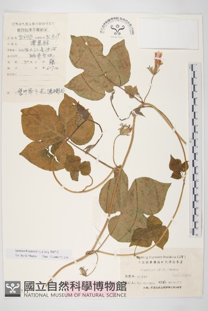 碗仔花藏品圖，第1張