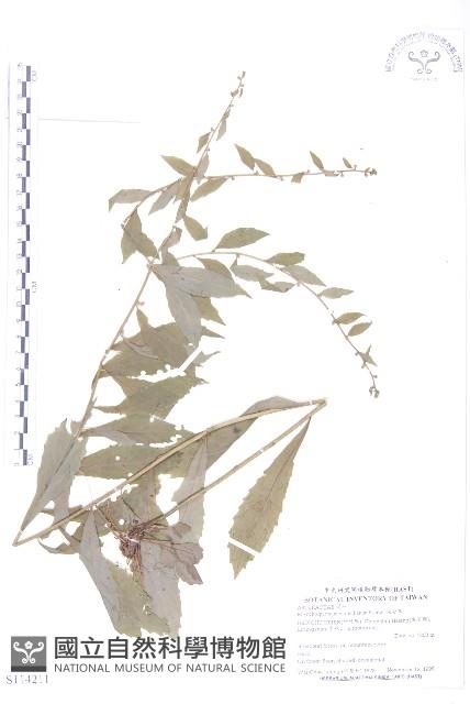 秋分草藏品圖，第1張