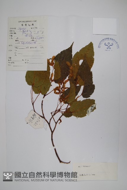 青榨槭藏品圖，第1張