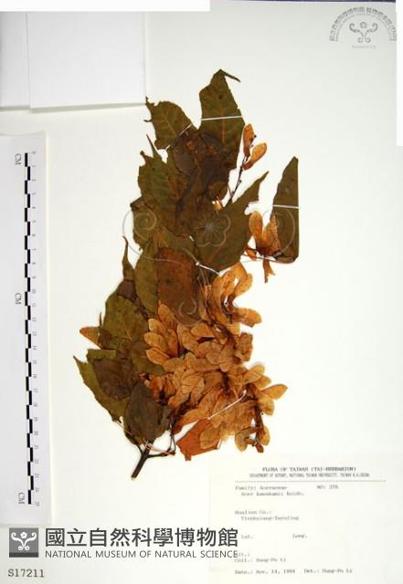 尖葉槭藏品圖，第1張