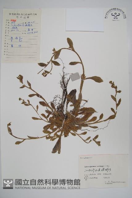 梓木草藏品圖，第1張