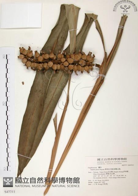 普萊氏月桃、短穗山姜藏品圖，第1張