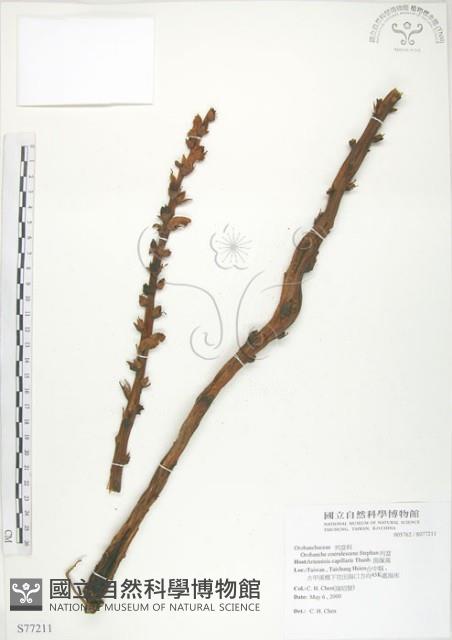 列當藏品圖，第1張