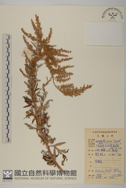 南毛蒿藏品圖，第1張