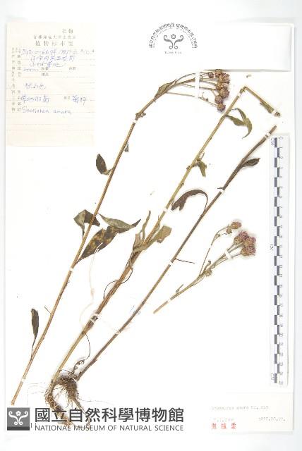 草地風毛菊藏品圖，第1張