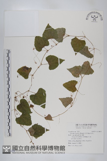 馬交兒藏品圖，第1張