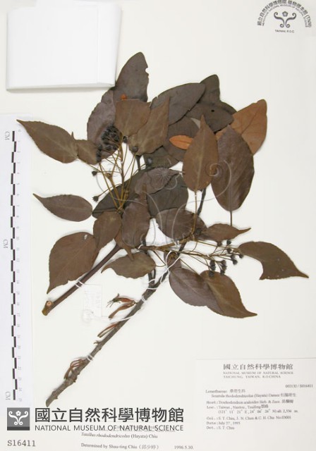 杜鵑桑寄生藏品圖，第1張