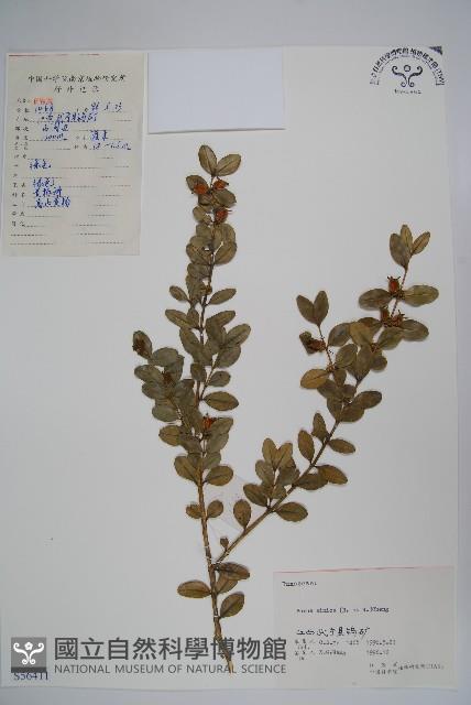 Accession Number:S056411 Collection Image, Figure 1, Total 2 Figures