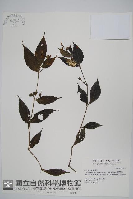 臺灣馬藍藏品圖，第1張