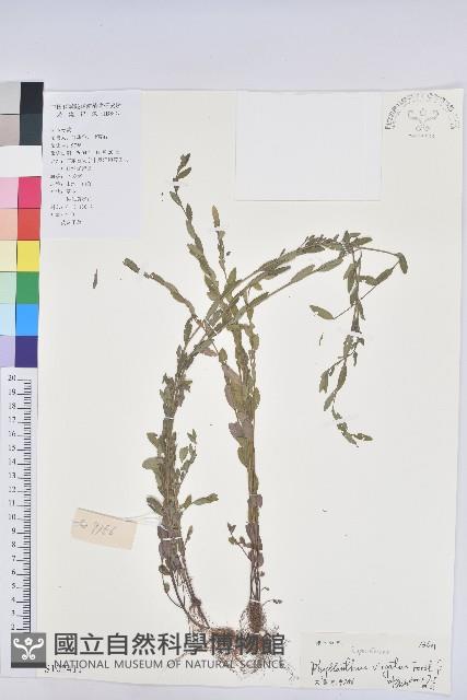 擬葉下珠、細葉油柑藏品圖，第1張