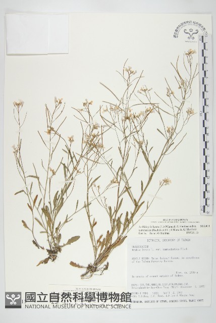 玉山筷子芥藏品圖，第1張