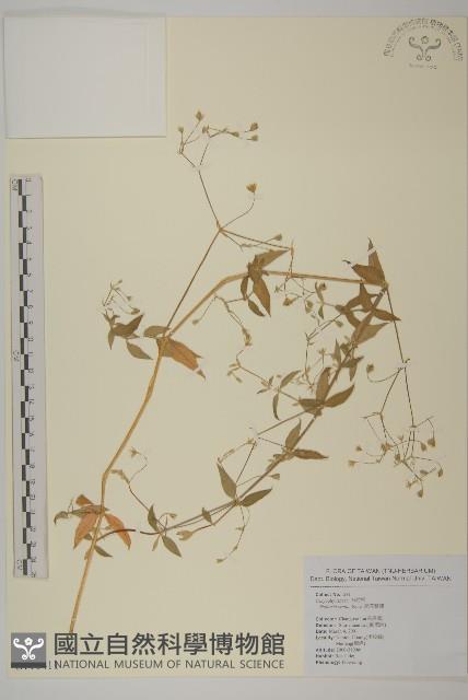 疏花繁縷藏品圖，第1張