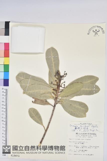 蘭嶼土沉香藏品圖，第1張