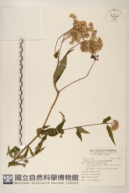 臺灣澤蘭藏品圖，第1張