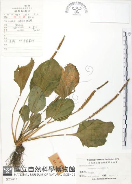 車前草藏品圖，第1張