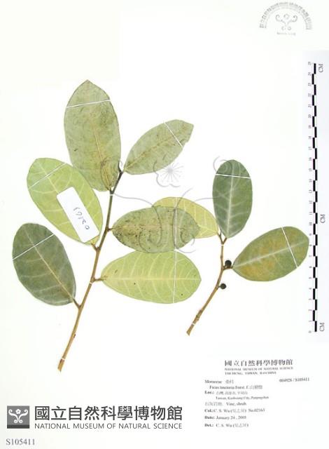 山豬枷藏品圖，第1張