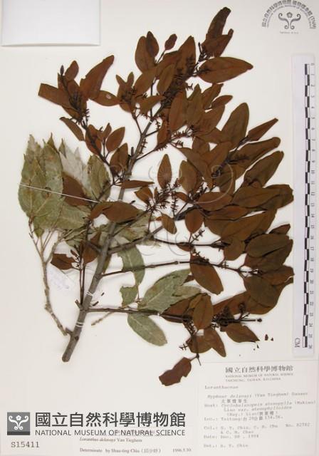 椆樹桑寄生, 大葉榿寄生藏品圖，第1張
