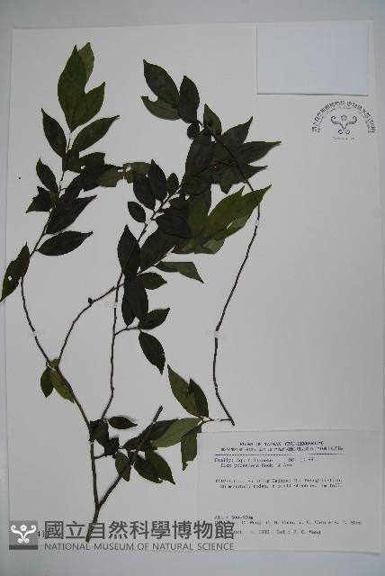 密毛假黃楊藏品圖，第1張