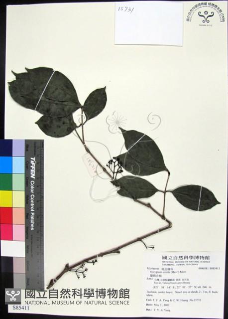 蘭嶼赤楠藏品圖，第1張