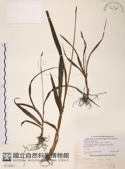 臺灣白及藏品圖，第1張