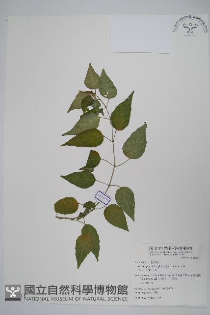 長花九頭獅子草、山藍藏品圖，第1張