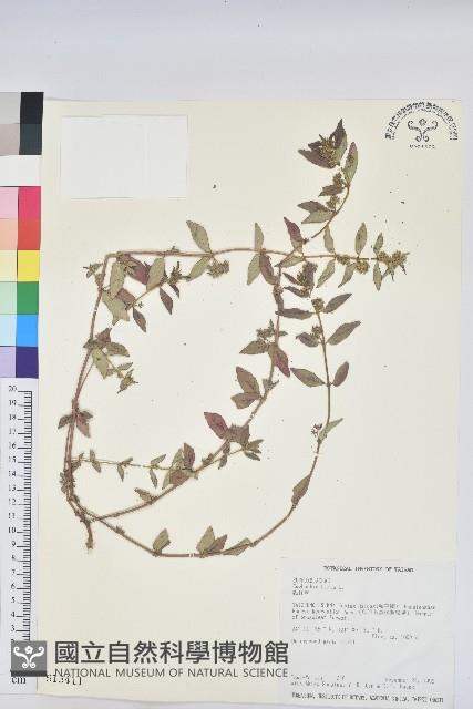 乳仔草藏品圖，第1張