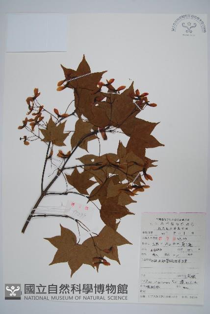 五裂槭藏品圖，第1張