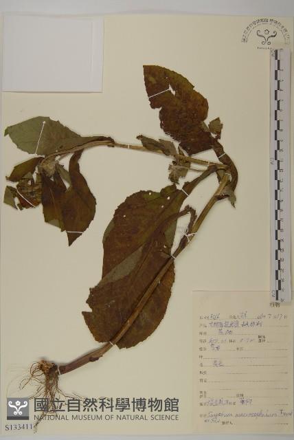 大花金挖耳藏品圖，第1張