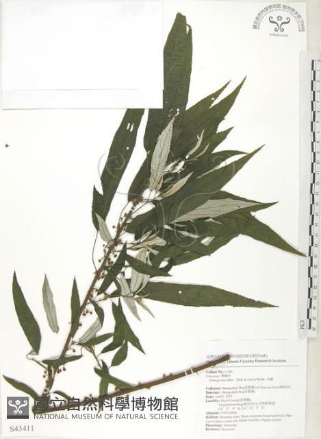 水麻藏品圖，第1張