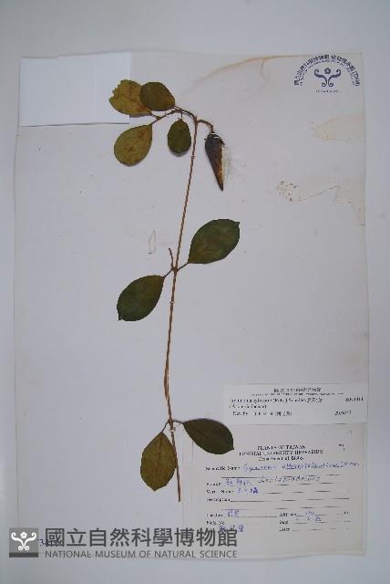 武靴藤藏品圖，第1張