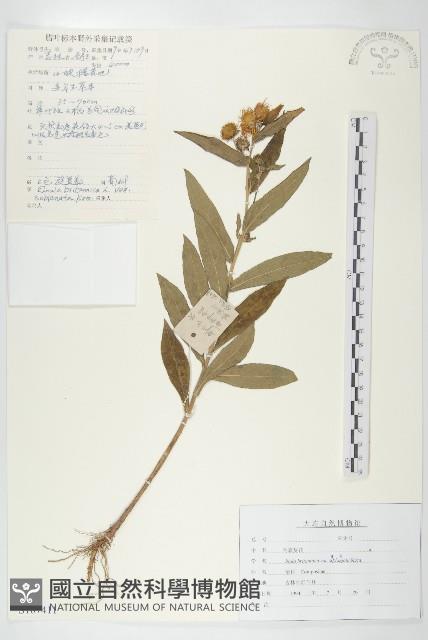 毛旋覆花藏品圖，第1張