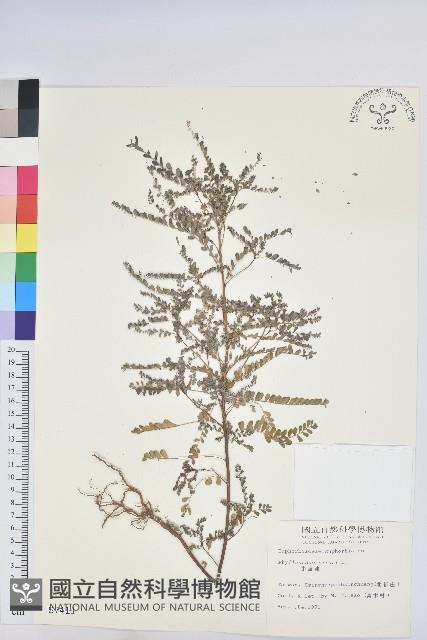 小返魂藏品圖，第1張