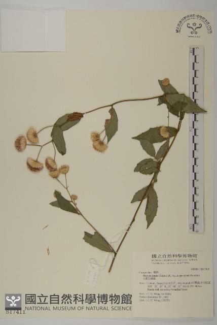 Accession Number:S017411 Collection Image, Figure 1, Total 2 Figures