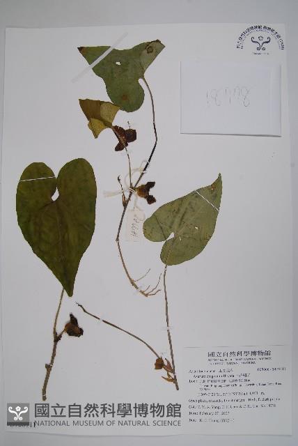 上花細辛藏品圖，第1張