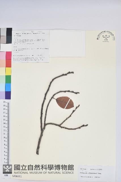 毛葉珍珠花藏品圖，第1張