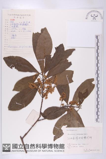 杜英藏品圖，第1張