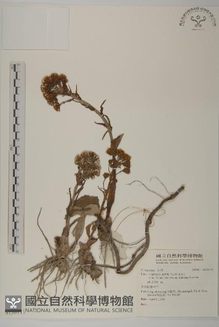 登錄號:S136111藏品圖，第1張