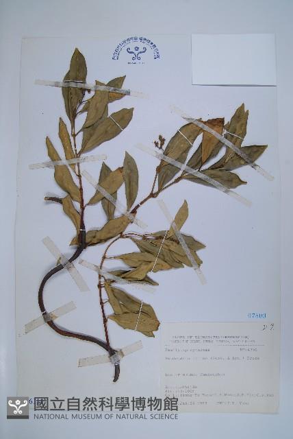 Asian cable creeper Collection Image, Figure 1, Total 2 Figures