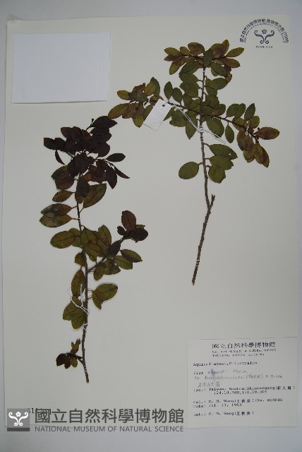太平山冬青藏品圖，第1張